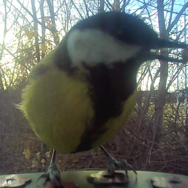 Mangeoire pour oiseaux avec caméra et panneau solaire : caméra sauvage pour découvrir l‘avifaune de près dans le jardin