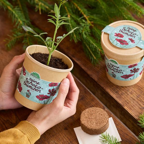 Wunderschöne Schokoblume, Anzucht-Set im Becher – Starten Sie Ihr Duftendes Hobby fur Balkon & Fensterbank – Originelles Weihnachtsgeschenk