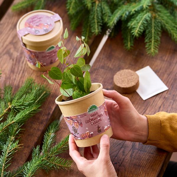 Schönes Lebkuchenbaum Anzuchtset – Duft-Garantie: Zimt & Lebkuchen! Wundervolles Katsurabaum Zuchtset für Ihr Zuhause – Ideales Geschenk!