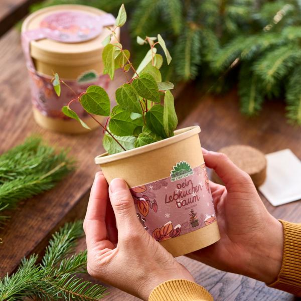 Schönes Lebkuchenbaum Anzuchtset – Duft-Garantie: Zimt & Lebkuchen! Wundervolles Katsurabaum Zuchtset für Ihr Zuhause – Ideales Geschenk!