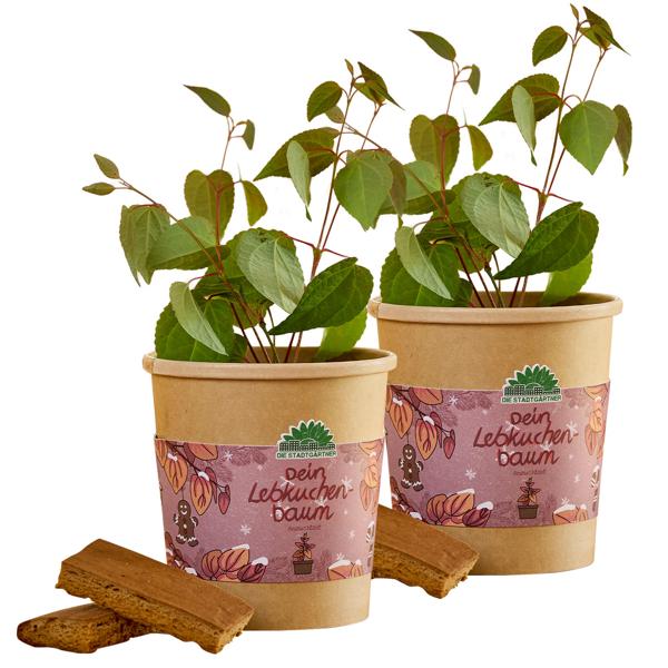 Lot de 2 beau kit de culture d’arbre au pain d’épices – Garantie parfum : cannelle et pain d’épices ! Magnifique kit de culture de l’arbre Katsura pour votre maison – Cadeau idéal !