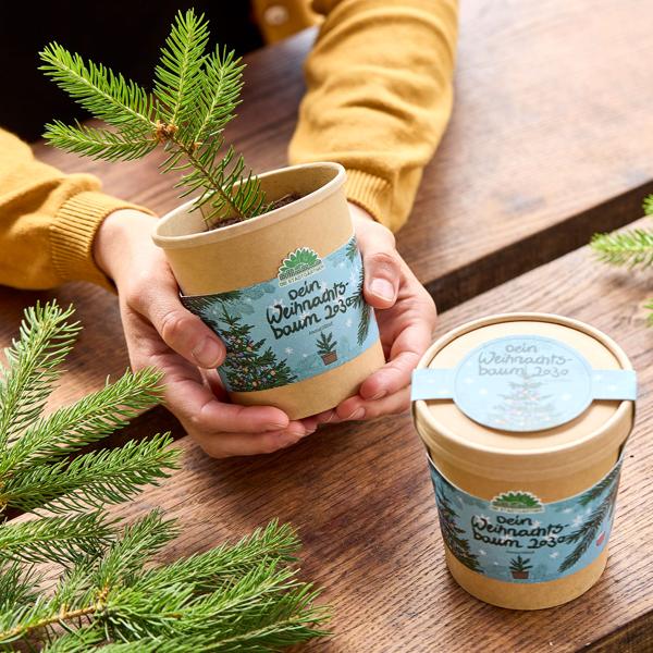 Hochwertiges Fichten-Anzuchtset für Ihren eigenen Weihnachtsbaum für 2030 – DIY Tannenbaum züchten – Originelles, tolles Geschenk für Weihnachten