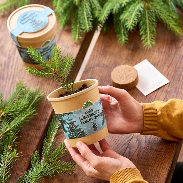Hochwertiges Fichten-Anzuchtset für Ihren eigenen Weihnachtsbaum für 2030 – DIY Tannenbaum züchten – Originelles, tolles Geschenk für Weihnachten
