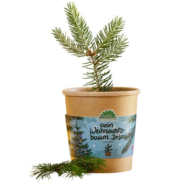 3er-Anzucht-Set: Schokoblume, Lebkuchenbaum & Fichte – Originelles, wunderschönes Weihnachtsgeschenk – Selber ziehen & pflegen für Hobbygärtner