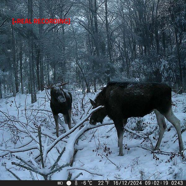 Robuste 4K Ultra HD Wildkamera mit 50MP, 0,2s Auslösezeit & IP65 Schutz - Fotofalle mit 20m PIR-Erfassung & IR-Nachtsicht für Garten & Jagd