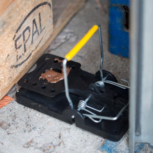 Piège à rats en plastique lot de 5 : piège à ressort efficace contre les rongeurs, hygiénique & réutilisable pour la maison, le mur et le sol