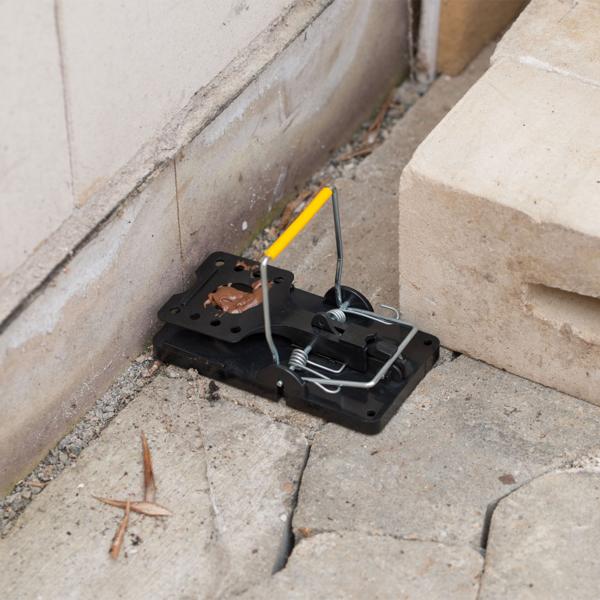 Piège à rats en plastique lot de 5 : piège à ressort efficace contre les rongeurs, hygiénique & réutilisable pour la maison, le mur et le sol