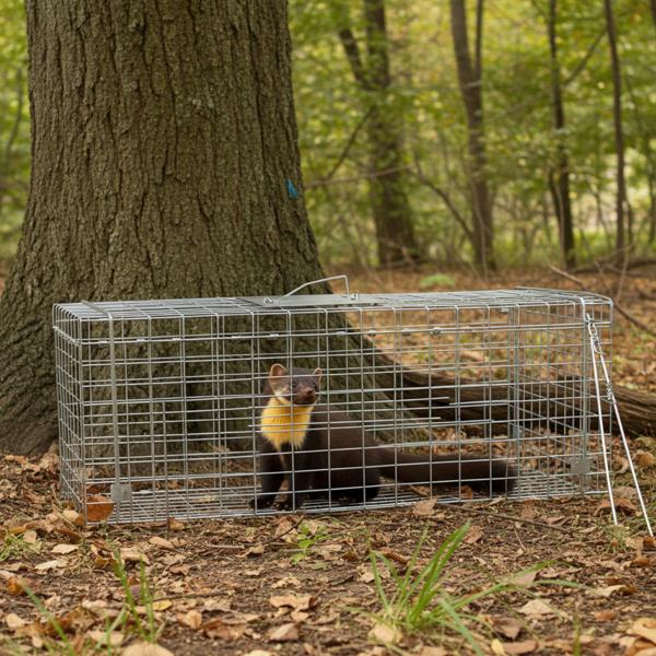 Robusta trappola per martore (66x26x23cm) in metallo - Con maniglia per il trasporto e protezione dai morsi - Cattura sicura senza ferite per uomini e animali