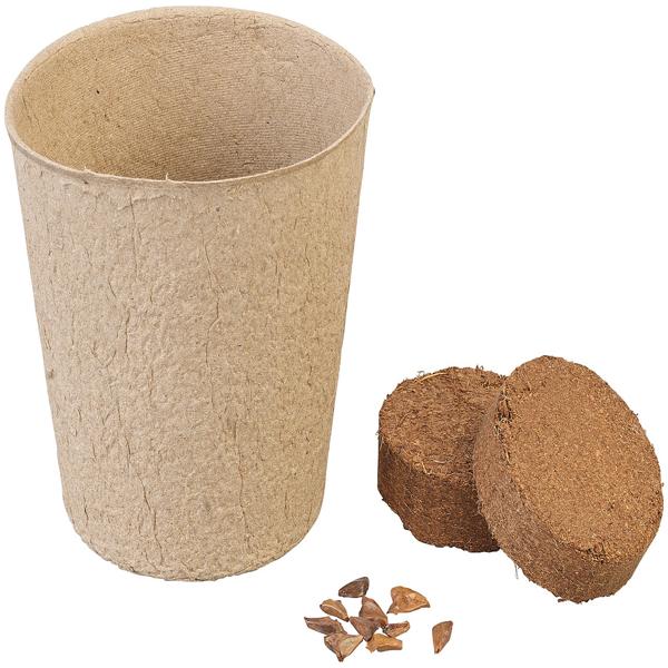 Kit de culture de sapin de Noël comprenant 10 graines de sapin Nordmann