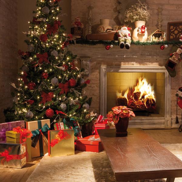 Kit de culture de sapin de Noël comprenant 10 graines de sapin Nordmann