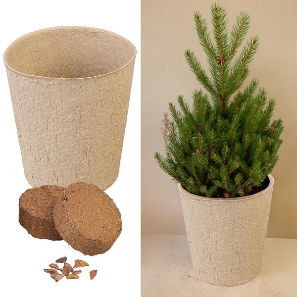 Kit de culture de sapin de Noël comprenant 10 graines de sapin Nordmann