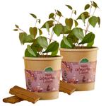 Lot de 2 beau kit de culture d’arbre au pain d’épices – Garantie parfum : can...