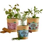 3er-Anzucht-Set: Schokoblume, Lebkuchenbaum & Fichte – Originelles, wundersch...