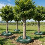 Set of 4 tree irrigation rings, 55 L each for shrubs & trees – irrigation bag...