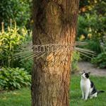 Cat deterrent belt: Effective cat scarer & climbing protection for trees – Sa...