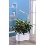 Sistema intelligente di propagazione di due piante con luce a LED